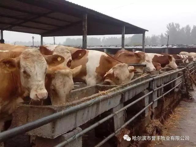 飼料廠家