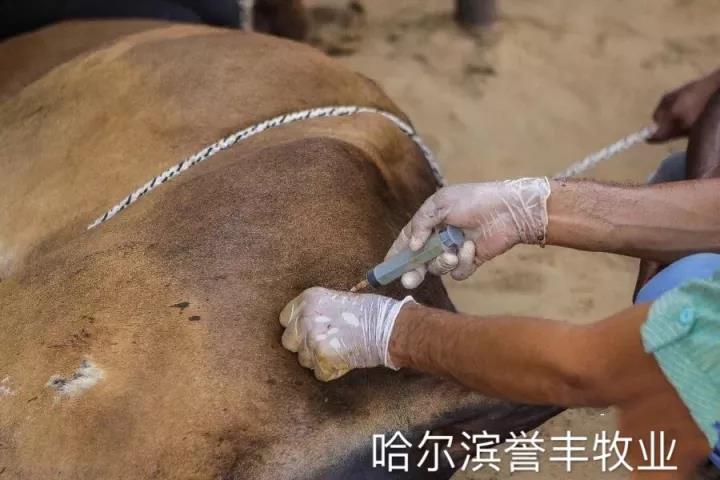 飼料廠家哪家好